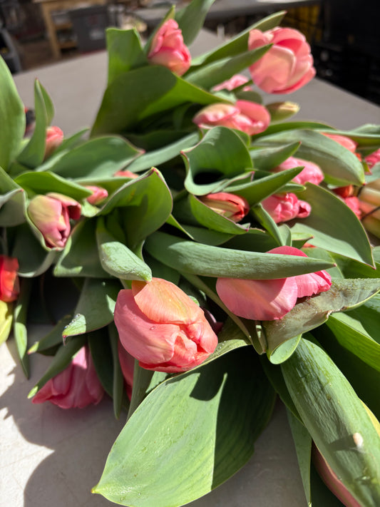 Fresh Tulip Bouquet