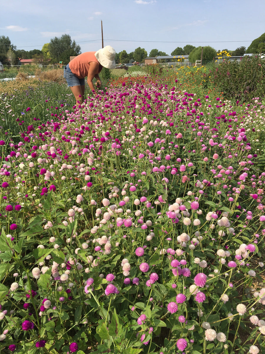 Flowers Green Tractor Farm