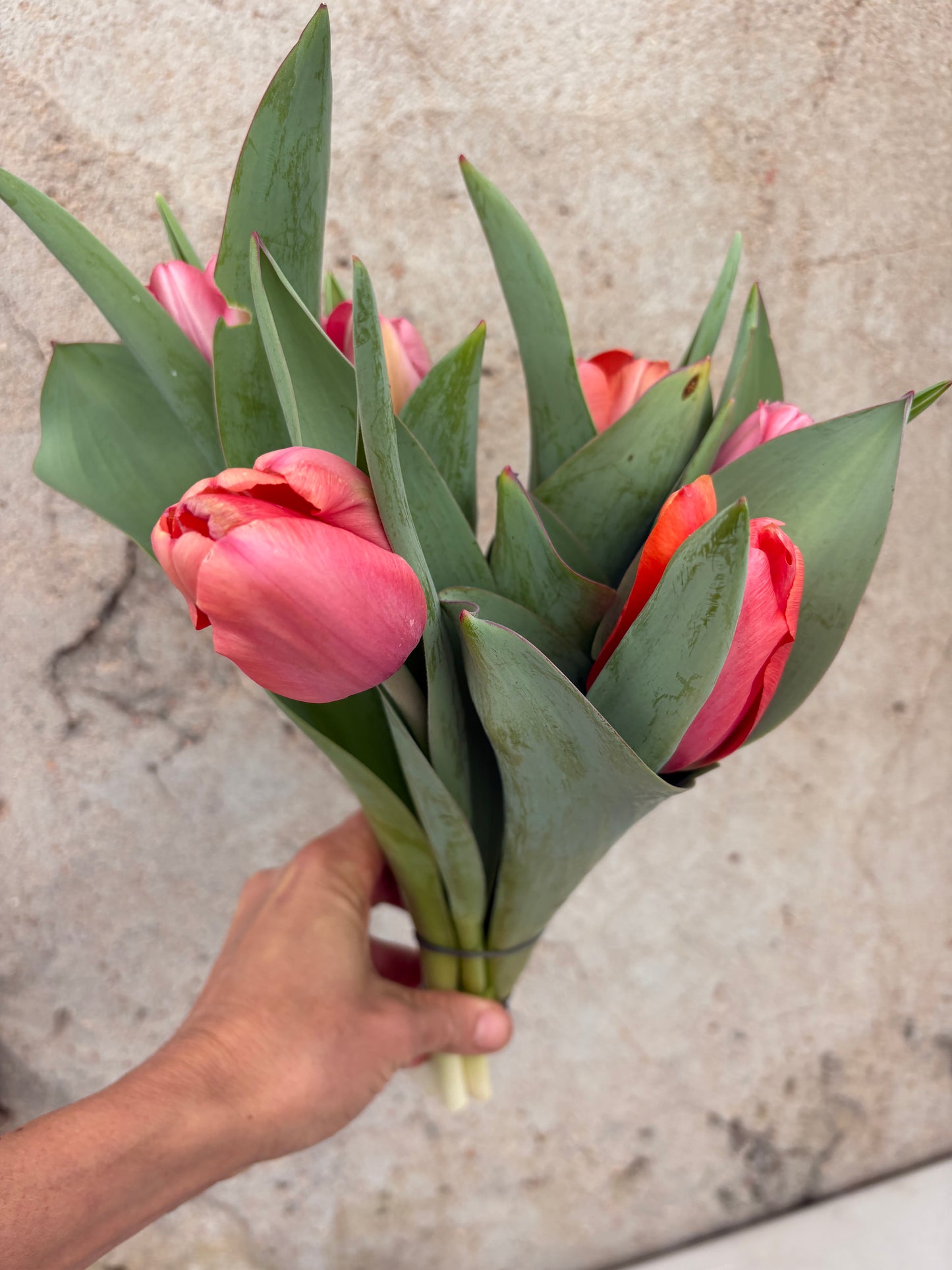 Fresh Tulip Bouquet